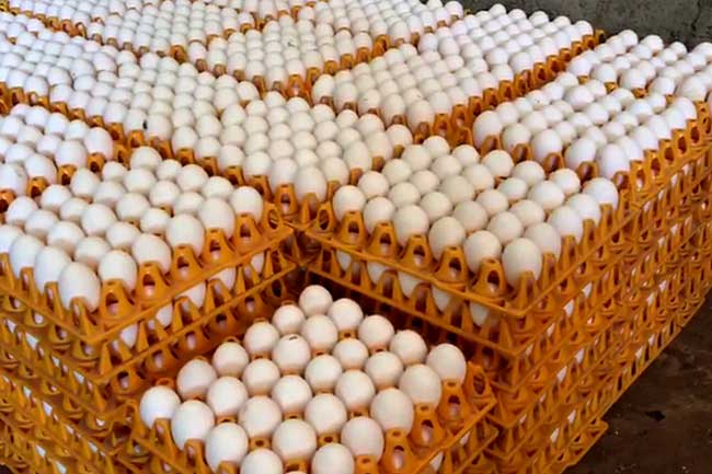 බිත්තර මිල රුපියල් 10කින් පහළට?