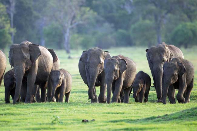 වනඅලි තර්ජන පවතින ප්රදේශ ආශ්රිතව මෙහෙයුමක්