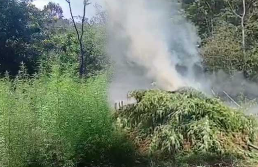 හල්දුම්මුල්ල රක්ෂිතයේ තිබී කංසා හේන් 6ක් වටලයි