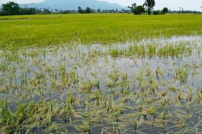 හානියට පත් කෘෂිකාර්මික ක්ෂේත්ර යථාවත් කිරීම සම්බන්ධව දැනුම්දීමක්