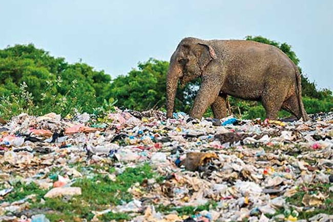 පාරිසරික නීතිය කඩකරන අයට එරෙහිව නීතිය දැඩි වෙයි
