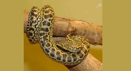 දෙහිවල සිටි කහ ඇනකොණ්ඩා පැටවා අතුරුදන්