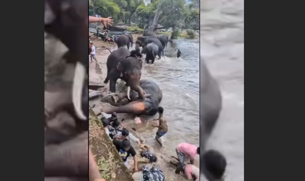ඉන්දියාවේ අලි කඳවුරේ සද්ධන්තයින්ගේ ගැටුම – කාන්තාවක් ජීවිතක්ෂයට